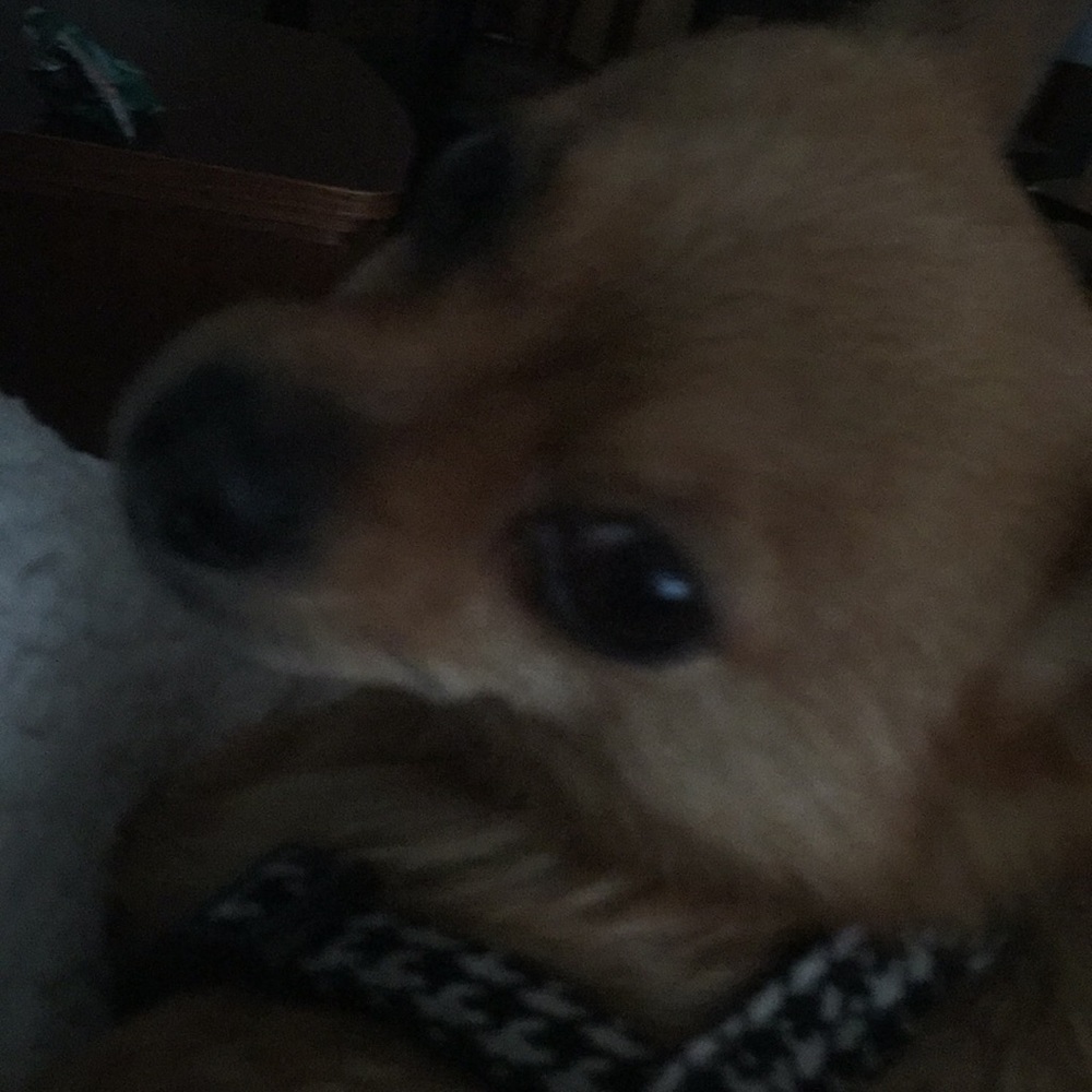 Meet your Posher, Pam